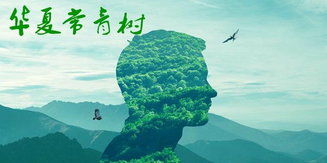 華夏常青樹(shù)哪個(gè)版本比較好？
