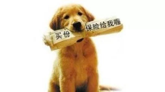 寵物保險怎么挑選？有寵物的你確定不了解一下？