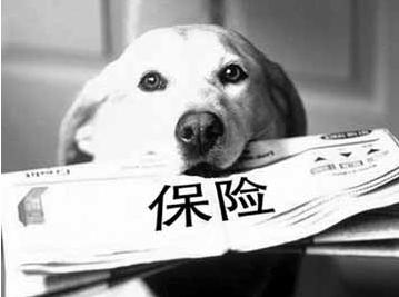 寵物保險怎么挑選？有寵物的你確定不了解一下？